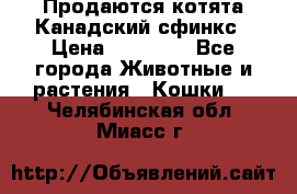 Продаются котята Канадский сфинкс › Цена ­ 15 000 - Все города Животные и растения » Кошки   . Челябинская обл.,Миасс г.